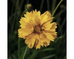 Mädchenauge FloraSelf Coreopsis Grandiflora Co 3 L