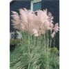 Rosa Pampasgras FloraSelf Cortaderia Selloana 'Rosea' H 15-80 Cm Co 3 L