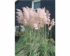 Rosa Pampasgras FloraSelf Cortaderia Selloana 'Rosea' H 15-80 Cm Co 3 L