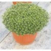Thymian FloraSelf Thymus Vulgaris 'Fredo' Ø 12 Cm Topf -Florasellf Geschaft DV 8 3815804 01 4c DE 20181005141655