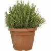 Rosmarin FloraSelf Rosmarinus Officinalis H 30-35 Cm Ø 30 Cm Topf -Florasellf Geschaft DV 8 3818158 01 4c CH 20191012011653