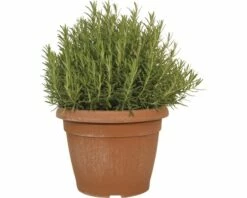 Rosmarin FloraSelf Rosmarinus Officinalis H 30-35 Cm Ø 30 Cm Topf