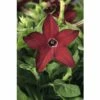 Tabak FloraSelf Nicotiana X Sanderare Ø 10,5 Cm Topf -Florasellf Geschaft DV 8 3822356 01 4c CH 20160414204749