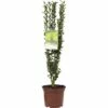 Säulen Bergilex FloraSelf Ilex Crenata 'Fastigiata' H 30-40 Cm Co 2 L -Florasellf Geschaft DV 8 3841410 02 4c DE 20190128051653