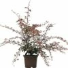Berberitze FloraSelf Berberis Thunbergii 'Pink Queen' H 30-40 Cm Co 2 L -Florasellf Geschaft DV 8 3841468 02 4c DE 20190129131245