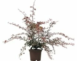 Berberitze FloraSelf Berberis Thunbergii 'Pink Queen' H 30-40 Cm Co 2 L