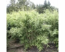 Aufrechter Gartenbambus FloraSelf Fargesia Murielae 'Jumbo' H 40-60 Cm Co 5 L 9 Aufrechter Gartenbambus FloraSelf Fargesia Murielae 'Jumbo' H 40-60 Cm Co 5 L -Florasellf Geschaft DV 8 3841499 04 4c DE 20200311072131