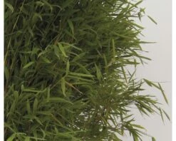 Aufrechter Gartenbambus FloraSelf Fargesia Murielae 'Jumbo' H 40-60 Cm Co 5 L 10 Aufrechter Gartenbambus FloraSelf Fargesia Murielae 'Jumbo' H 40-60 Cm Co 5 L -Florasellf Geschaft DV 8 3841499 05 4c DE 20200311072307