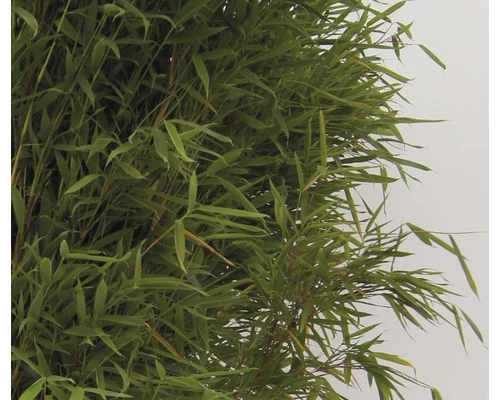 Aufrechter Gartenbambus FloraSelf Fargesia Murielae 'Jumbo' H 40-60 Cm Co 5 L 6 Aufrechter Gartenbambus FloraSelf Fargesia Murielae 'Jumbo' H 40-60 Cm Co 5 L – Bild 4