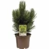 Kompakte Schlangenhaut-Kiefer FloraSelf Pinus Leucodermis 'Den Ouden' H 25-30 Cm Co 3 L -Florasellf Geschaft DV 8 3841534 01 4c DE 20190129130813