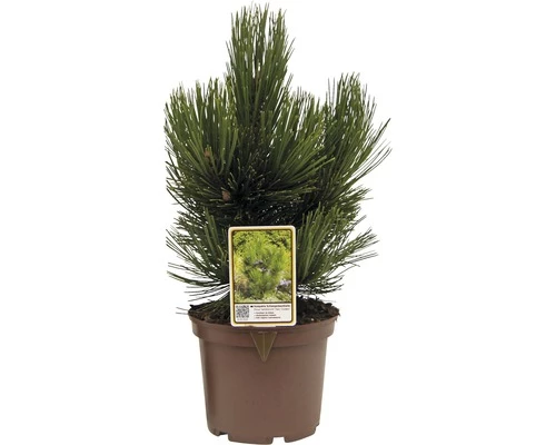 Kompakte Schlangenhaut-Kiefer FloraSelf Pinus Leucodermis 'Den Ouden' H 25-30 Cm Co 3 L 3 Kompakte Schlangenhaut-Kiefer FloraSelf Pinus Leucodermis 'Den Ouden' H 25-30 Cm Co 3 L