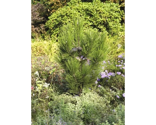 Kompakte Schlangenhaut-Kiefer FloraSelf Pinus Leucodermis 'Den Ouden' H 25-30 Cm Co 3 L 4 Kompakte Schlangenhaut-Kiefer FloraSelf Pinus Leucodermis 'Den Ouden' H 25-30 Cm Co 3 L – Bild 2