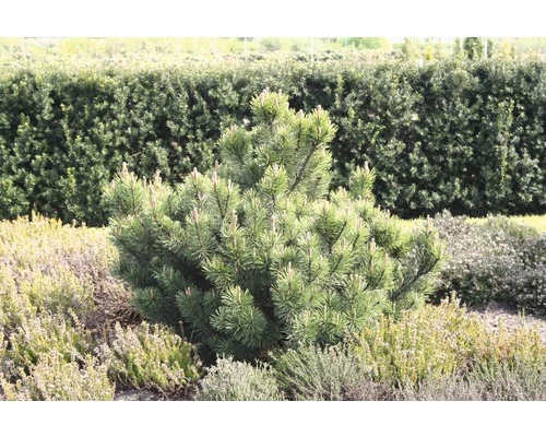 Bergkiefer FloraSelf Pinus Mugo H 15-20 Cm 3 L 4 Bergkiefer FloraSelf Pinus Mugo H 15-20 Cm 3 L – Bild 2
