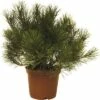 Bergkiefer FloraSelf Pinus Mugo H 15-20 Cm 3 L