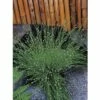 Teichbinse FloraSelf Scirpus Cernuus Ø 11 Cm Topf -Florasellf Geschaft DV 8 3846729 01 4c DE 20220228121656 1