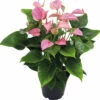 Flamingoblume/ Anthurie FloraSelf Anthurium X Hybride 'Joli Pink' H 45-50 Cm Ø 17 Cm Topf -Florasellf Geschaft DV 8 3849726 01 4c DE 20220113084653