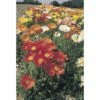 Islandmohn FloraSelf Papaver Nudicaule Co 3 L