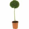 Buchsbaum-Stämmchen FloraSelf Buxus Sempervirens H 40-50 Cm Co 7,5 L -Florasellf Geschaft DV 8 3855695 01 4c DE 20160213134129