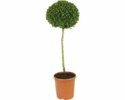 Buchsbaum-Stämmchen FloraSelf Buxus Sempervirens H 40-50 Cm Co 7,5 L