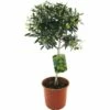 Olivenbaum FloraSelf Olea Europaea H 20-40 Cm Ø 20 Cm Topf 1 Olivenbaum FloraSelf Olea Europaea H 20-40 Cm Ø 20 Cm Topf -Florasellf Geschaft DV 8 3856034 01 4c CH 20170523102607