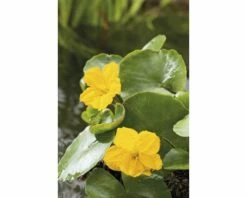 Teichpflanzen Set 4 Jahreszeiten FloraSelf Für 1000 L Teich -Florasellf Geschaft DV 8 3880452 01 4c DE 20220228174659 3