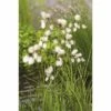 Wollgras FloraSelf Eriophorum Angustifolium H 20-30 Cm Korb 2,5 L -Florasellf Geschaft DV 8 3880458 01 4c DE 20150828112148