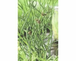 Korkenzieherbinze FloraSelf Juncus Effuses 'Spiralis' Ø 18 Cm Topf