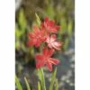 Sumpfspaltgriffel FloraSelf Schizostyllis Coccinea 'Major' Ø 18 Cm Topf -Florasellf Geschaft DV 8 3880486 01 4c DE 20150828112309