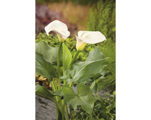 Calla FloraSelf Zantedeschia Aethiopica H 15-25 Cm Co 3 L 3 Calla FloraSelf Zantedeschia Aethiopica H 15-25 Cm Co 3 L