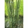 Japanischer Schachtelhalm FloraSelf Equisetum Japonicum Ø 18 Cm Topf