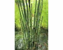 Japanischer Schachtelhalm FloraSelf Equisetum Japonicum Ø 18 Cm Topf