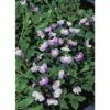 Kriechender Mazus FloraSelf Mazus Reptans Blau H 10-15 Cm Korb 2,5 L 1 Kriechender Mazus FloraSelf Mazus Reptans Blau H 10-15 Cm Korb 2,5 L -Florasellf Geschaft DV 8 3880500 01 4c DE 20150828121901