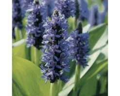 Teichpflanzen Set 4 Jahreszeiten FloraSelf Für 500 L Teich -Florasellf Geschaft DV 8 3880502 01 4c DE 20220228141658 1