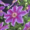 Großblumige Waldrebe FloraSelf Clematis Hybride 'Dr. Ruppel' H 50-70 Cm Co 2,3 L -Florasellf Geschaft DV 8 3897885 01 4c DE 20210625091656
