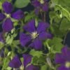 Italienische Waldrebe FloraSelf Clematis Viticella 'Etoile Violette' H 50-70 Cm Co 2,3 L 1 Italienische Waldrebe FloraSelf Clematis Viticella 'Etoile Violette' H 50-70 Cm Co 2,3 L -Florasellf Geschaft DV 8 3897887 01 4c DE 20210329101652