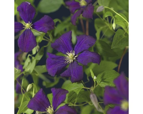 Italienische Waldrebe FloraSelf Clematis Viticella 'Etoile Violette' H 50-70 Cm Co 2,3 L 3 Italienische Waldrebe FloraSelf Clematis Viticella 'Etoile Violette' H 50-70 Cm Co 2,3 L
