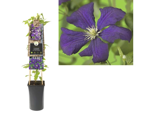Italienische Waldrebe FloraSelf Clematis Viticella 'Etoile Violette' H 50-70 Cm Co 2,3 L 4 Italienische Waldrebe FloraSelf Clematis Viticella 'Etoile Violette' H 50-70 Cm Co 2,3 L – Bild 2