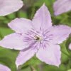 Waldrebe FloraSelf Clematis-Cultivars 'Hagley Hybrid' H 50-70 Cm Co 2,3 L 2 Waldrebe FloraSelf Clematis-Cultivars 'Hagley Hybrid' H 50-70 Cm Co 2,3 L -Florasellf Geschaft DV 8 3897890 02 4c DE 20210329101652