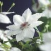 Großblumige Waldrebe FloraSelf Clematis Hybride 'Miss Bateman' H 50-70 Cm Co 2,3 L -Florasellf Geschaft DV 8 3897896 01 4c DE 20210625091656