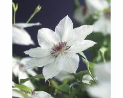 Großblumige Waldrebe FloraSelf Clematis Hybride 'Miss Bateman' H 50-70 Cm Co 2,3 L