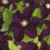 Großblumige Waldrebe FloraSelf Clematis Hybride 'Warszawska Nike' H 50-70 Cm Co 2,3 L -Florasellf Geschaft DV 8 3897909 02 4c DE 20210625091656