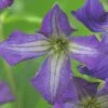 Waldrebe FloraSelf Clematis Viticella H 50-70 Cm Co 2,3 L Blau