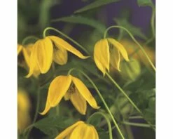 Mongolei-Waldrebe FloraSelf Clematis Tangutica H 50-70 Cm Co 2,3 L