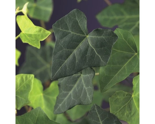Efeu FloraSelf Hedera Hibernica H 70-90 Cm T 16 Cm (4 Stk.) 4 Efeu FloraSelf Hedera Hibernica H 70-90 Cm T 16 Cm (4 Stk.) – Bild 2