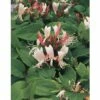 Geißblatt FloraSelf Lonicera Japonica 'Red World' 53-70 Cm -Florasellf Geschaft DV 8 3897958 01 4c DE 20210329094759