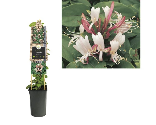 Geißblatt FloraSelf Lonicera Japonica 'Red World' 53-70 Cm 4 Geißblatt FloraSelf Lonicera Japonica 'Red World' 53-70 Cm – Bild 2