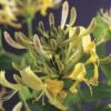 Geißblatt FloraSelf Lonicera Periclymenum H 53-70 Cm Co 2,3 L Gelb/weiß -Florasellf Geschaft DV 8 3897961 03 4c DE 20210329094759
