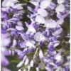 Glyzine FloraSelf Wisteria Sinensis 'Prolific' H 50-70 Cm Co 2,3 L -Florasellf Geschaft DV 8 3897971 03 4c DE 20210329094659