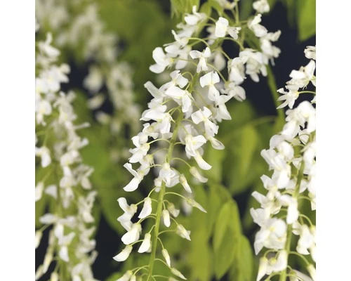 Blauregen FloraSelf Wisteria Floribunda 'Alba' 53-70 Cm 3 Blauregen FloraSelf Wisteria Floribunda 'Alba' 53-70 Cm