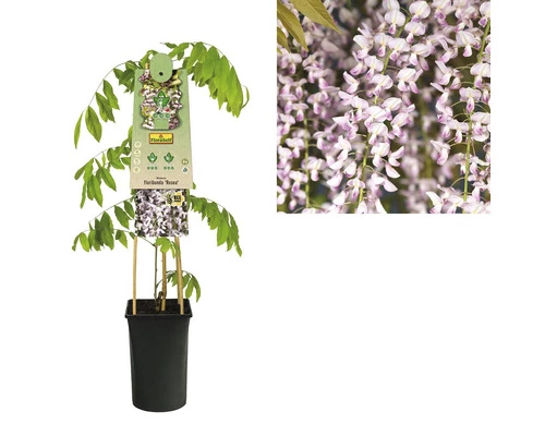 Blauregen FloraSelf Wisteria Floribunda 'Rosea' H 50-70 Cm Co 2,3 L 3 Blauregen FloraSelf Wisteria Floribunda 'Rosea' H 50-70 Cm Co 2,3 L – Bild 2